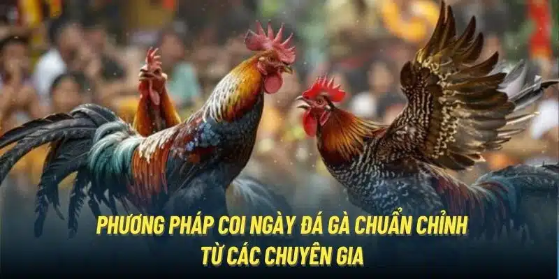 Phương Pháp Coi Ngày Đá Gà Chuẩn Chỉnh Từ Các Chuyên Gia