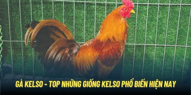 Gà Kelso - Top Những Giống Kelso Phổ Biến Hiện Nay