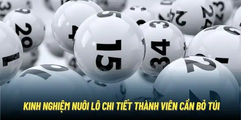 Kinh nghiệm nuôi lô chi tiết thành viên cần bỏ túi