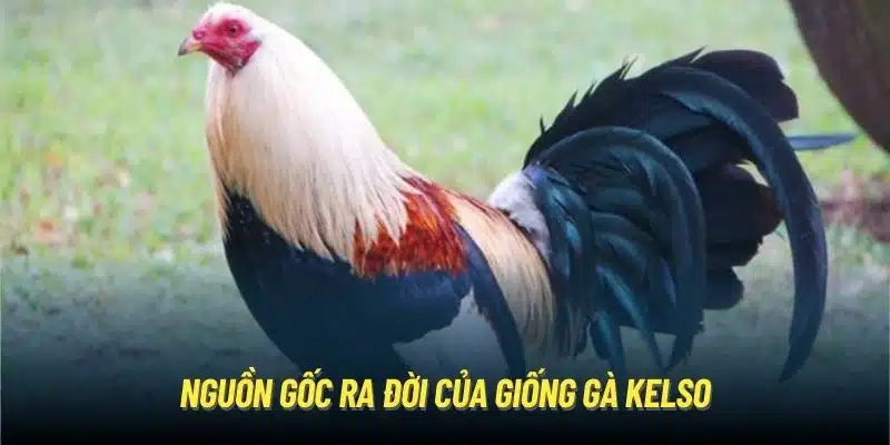 Nguồn gốc ra đời của giống gà Kelso