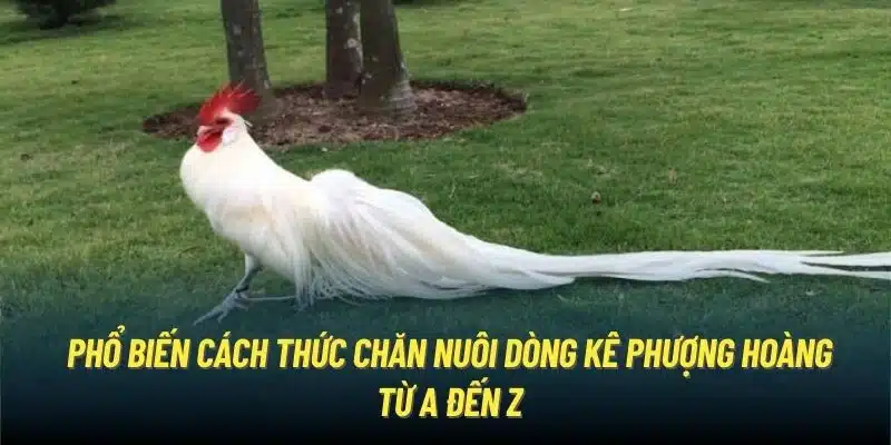 Phổ biến cách thức chăn nuôi dòng kê Phượng Hoàng từ A đến Z