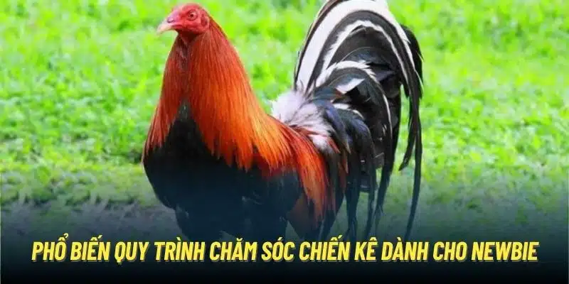 Phổ biến quy trình chăm sóc chiến kê dành cho newbie